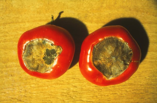 Tomaten Krankheiten Schadlinge Und Physiologische Storungen Lfl