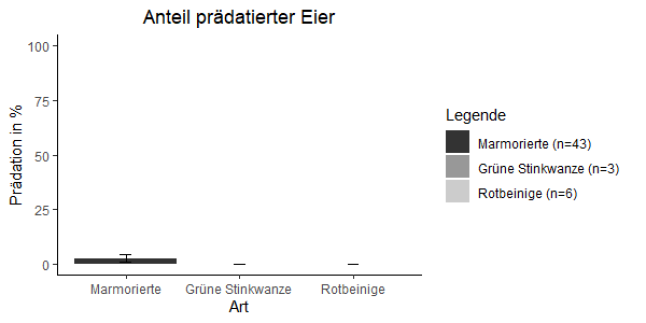 Übersicht über den Anteil prädatierter Eier der Marmorierten Baumwanze, Grünen Stinkwanze und der Rotbeinigen Baumwanze