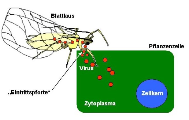 grafische Darstellung Eintritt Virus in Pflanze