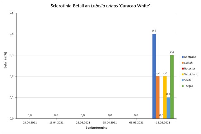 Sclerotinia-Befall an <i>Lobelia erinus</i> 'Curacao White/Blue Mix