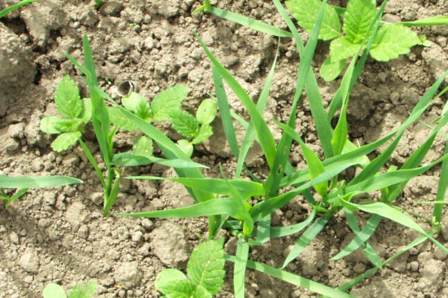 Unkraut und Sommergetreide auf trockenem Erdboden