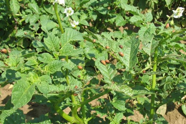 Colorado potato beetle feeding damage