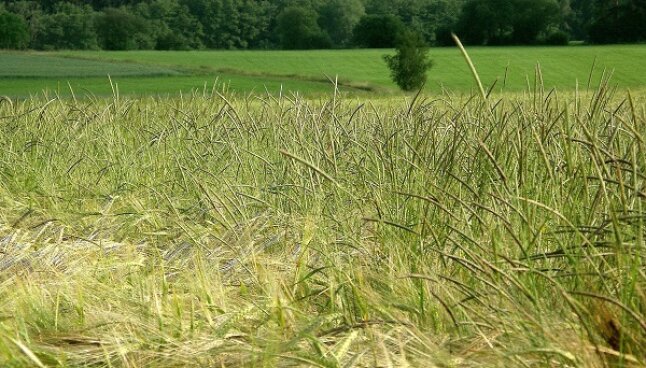 Abreifende Wintergerste mit extremem Besatz an Ackerfuchsschwanz-Ähren