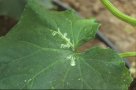 Beginnender Befall durch Liriomyza huidobrensis an Gurken