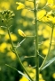 geschädigte Knospen vom  Winterraps