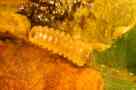 Mineuse du marronnier au stade larvaire, dans une galerie