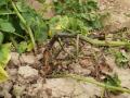 Photo 4: Symptoms of blackleg on potatoes (<i>Pectobacterium spp., Dickeya spp.</i>)