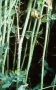 Sclerotinia white stem rot in winter oilseed rape