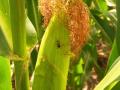 Fig.1c: The Western Corn Rootworm