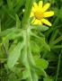 Blüte, Blatt und Stängel des giftigen Wasserkreuzkrauts (Senecio aquaticus)