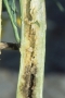 Larvae of stem weevils