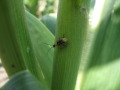 Abb. 1c: Käfer an Maisstängel