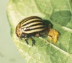 Photo 2: Egg deposition of Colorado potato beetle
