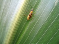 Fig. 1j: Female beetle shortly before egg-laying