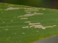 Fig. 16c: Feeding damages on maize leaves