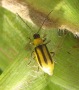 Fig. 7d: Western Corn Rootworm