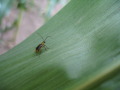 Abb. 1d: Käfer auf Blatt