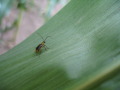 Fig.1f: The Western Corn Rootworm