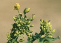 Heavy infestation with pollen beetle