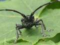 schwarzer Käfer mit langen Fühlern sitzt auf einem grünen Blatt