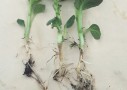 Photo 5: Potato shoots died off due to Rhizoctonia solani (black scurf) 