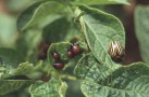 Kartoffelkäfer und Kartoffelkäferlarven beim Blattfraß