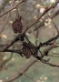 Zwetschgen an Baum