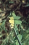 Pattern of damage caused by cabbage stem weevil