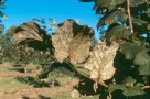 Haselnussmehltau (Phyllactinia corylea) 