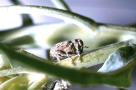 Kleiner Käfer auf einer Pflanze