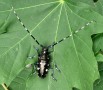 schwarzer Käfer mit langen Fühlern sitzt auf einem grünen Blatt