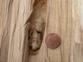 Käferpuppe im Holz