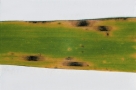 Gerstenblatt mit bräunlichen Flecken