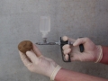 cArtificial inoculation of potato tubers