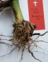 reduction of root tissue, damaged prop roots and typical Rhizoctonia “eyespot” on the stem