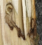 Larve eines ALB im Holzkörper