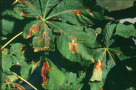Dégâts foliaires provoqués par la mineuse du marronnier