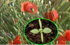 Collage: Klatschmohn im Bestand und als Keimpflanze