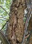 Asiatischer Moschusbockkäfer - Durch Larvenfraß ausgeworfene Bohrspäne