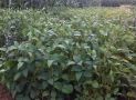 soybean field in crop rotation with sugar beet