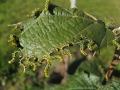 zerpflücktes Blatt