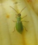 Fig. 7b: Northern Corn Rootworm