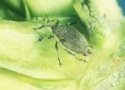 Egg deposition of rape stem weevil