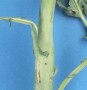 First stem symptoms caused by rape stem weevil