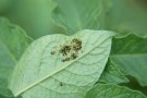 First instar larvae of the Colorado potato beetle just hatched, they first feed on their eggshells then continue on leaves