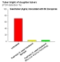 Fig. 3: Tuber blight of daughter tubers