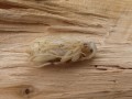 Käferpuppe auf dem Holz