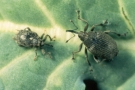 Cabbage stem weevil and rape stem weevil 