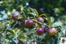 Äpfel am Ast