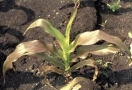 Maispflanze mit Flecken